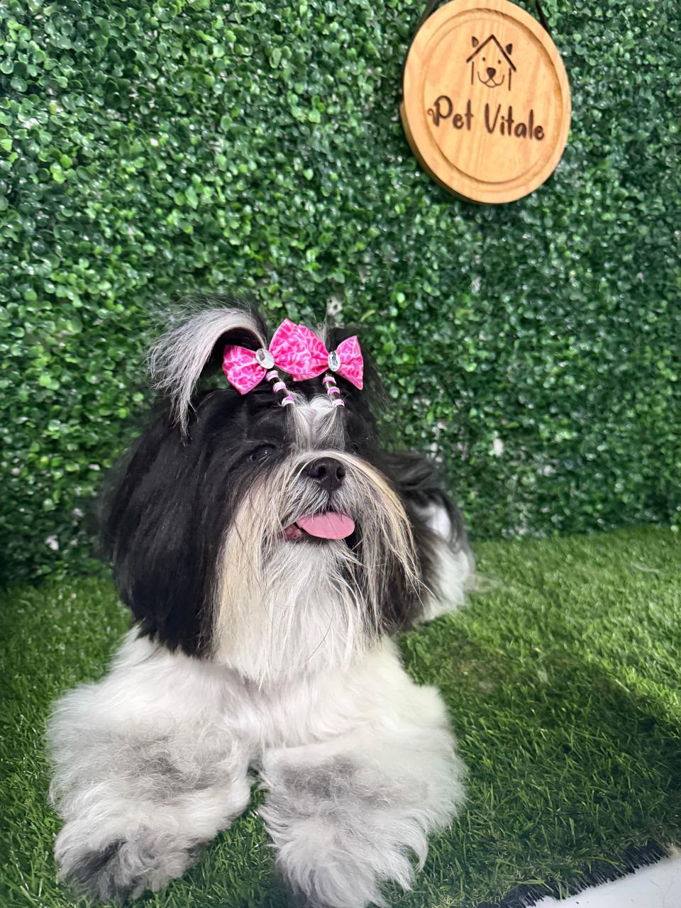 Shih-tzu pronto após banho e tosa na Pet Vitale